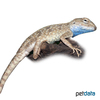 Trapelus mutabilis pallidus Pale Agama