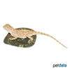 Trapelus mutabilis Desert Agama