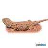 Trapelus mutabilis aegyptius Egyptian Desert Agama