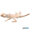 Pseudotrapelus sinaitus Sinai Agama