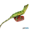 Pseudocalotes tympanistriga Indonesian False Bloodsucker