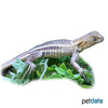 Leiolepis guttata Spotted Butterfly Lizard