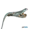 Leiolepis belliana Butterfly Lizard