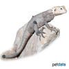 Laudakia nupta nupta Large-scaled Rock Agama