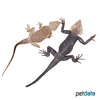 Laudakia nupta fusca Yellow-headed Rock Agama