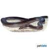 Xenopeltis unicolor Sunbeam Snake