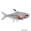 Hyphessobrycon dorsalis Mini Rosy Tetra