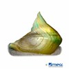 Hyriopsis bialata 'Gold' Shark Fin Mussel Gold
