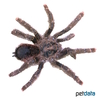 Avicularia variegata Grizzled Pink Toe Tarantula