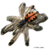 Avicularia geroldi Brazilian Pink Toe Tarantula