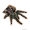 Avicularia braunshauseni Goliath Pink Toe Tarantula