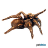 Cyclosternum pulcherrimaklaasi Ecuadorian Blue Femur Tarantula