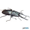 Prosopocoilus girafa Giraffe Stag Beetle