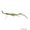 Clemacantha goliath Goliath Stick Insect