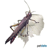 Tropidacris collaris Violet-winged Grasshopper