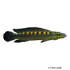 Lugubria acutirostris Sharpnose Pike Cichlid
