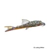 Lasiancistrus heteracanthus Red-eyed Deltatail Pleco