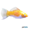 Poecilia latipinna var. Sailfin Molly Sunburst Lyretail