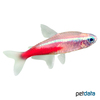 Paracheirodon innesi 'Gold' Neon Tetra Gold