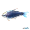 Nematobrycon palmeri 'Blue' Emperor Tetra Blue