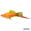 Xiphophorus hellerii var. Swordtail Red Mickey Mouse