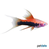 Xiphophorus hellerii var. Swordtail Tuxedo Red Lyre
