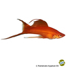 Xiphophorus hellerii var. Swordtail Red Highfin