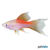 Xiphophorus hellerii var. Swordtail Neon Lyre