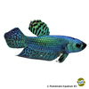 Betta splendens 'Plakat Alien Green' Plakat Alien Green Betta