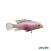 Pelvicachromis pulcher 'Albino' Rainbow Krib Albino