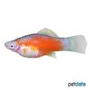 Xiphophorus hellerii var. Swordtail Sanke