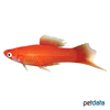 Xiphophorus hellerii var. Swordtail Redbrick