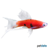 Xiphophorus hellerii var. Swordtail Parrot Lyra