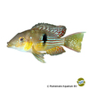 Gymnogeophagus terrapurpura Terrapurpura Eartheater
