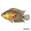 Amatitlania altoflava Yellow Dwarf Cichlid