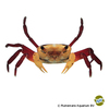 Lepidothelphusa menneri 'Yellow Witcher' Yellow Witcher Crab