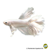 Betta splendens 'Dumbo Ear White' White Dumbo Ear Betta