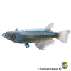Oryzias latipes 'Platinum White' Japanese Ricefish Platinum White