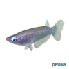 Oryzias celebensis Celebes Medaka