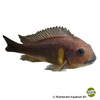 Tropheus brichardi 'Ulwile' Brichardi Cichlid Ulwile