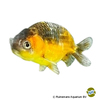 Carassius auratus auratus Fantail Ranchu Gold & Black