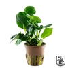 Anubias barteri ’Coin Leaf’ Anubias Coin Leaf
