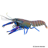 Cherax boesemani 'Kambuaya Creek Red Claw' Kambuaya Creek Red Claw Cherax