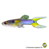 Poecilia wingei 'Japan Blue Doublesword' Endler's Guppy Japan Blue Doublesword