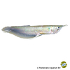 Osteoglossum bicirrhosum 'Silver' Silver Arowana