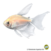 Gymnocorymbus ternetzi 'White Longfin' Black Skirt Tetra White Longfin