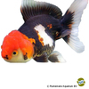 Carassius auratus auratus Fantail Lionhead Tricolor