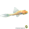 Acanthicus adonis 'Albino' Adonis Pleco Albino