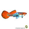 Poecilia reticulata var. Guppy Red Cap Brazil
