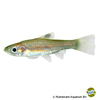 Brevibora cheeya Cheeya Eyespot Rasbora